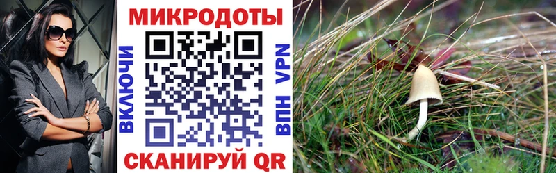купить закладку  Туапсе  Псилоцибиновые грибы Psilocybe 