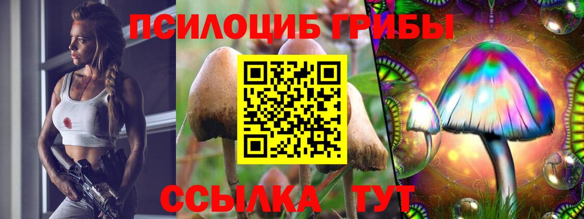 Псилоцибиновые грибы Psilocybe Туапсе